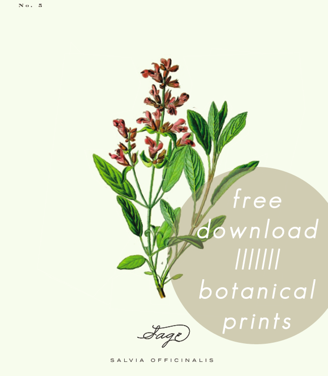 free-printable-botanical-prints-02-a-daily-something