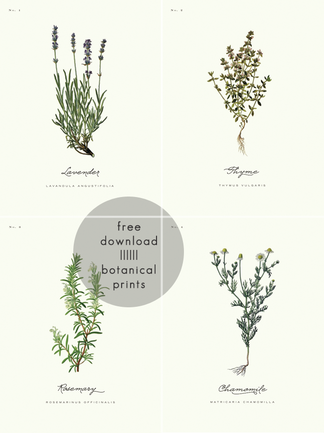 Free Printable Botanical Prints 01 A Daily Something