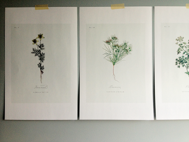 Free Printable Botanical Prints 03 A Daily Something