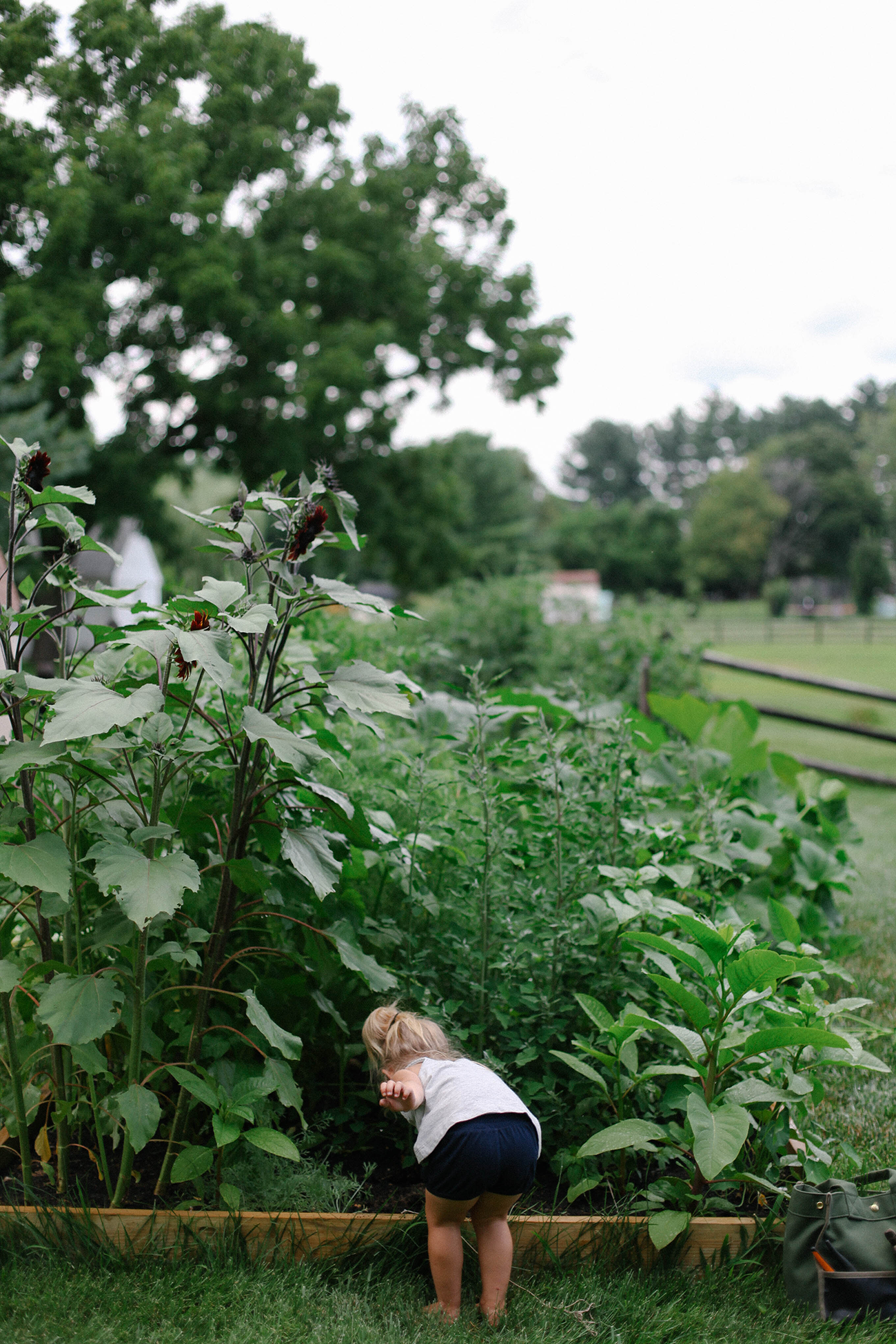 A Daily Something Garden Update