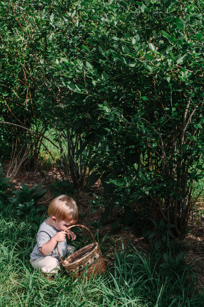 Life with Littles | Blueberry Picking - A Daily Something
