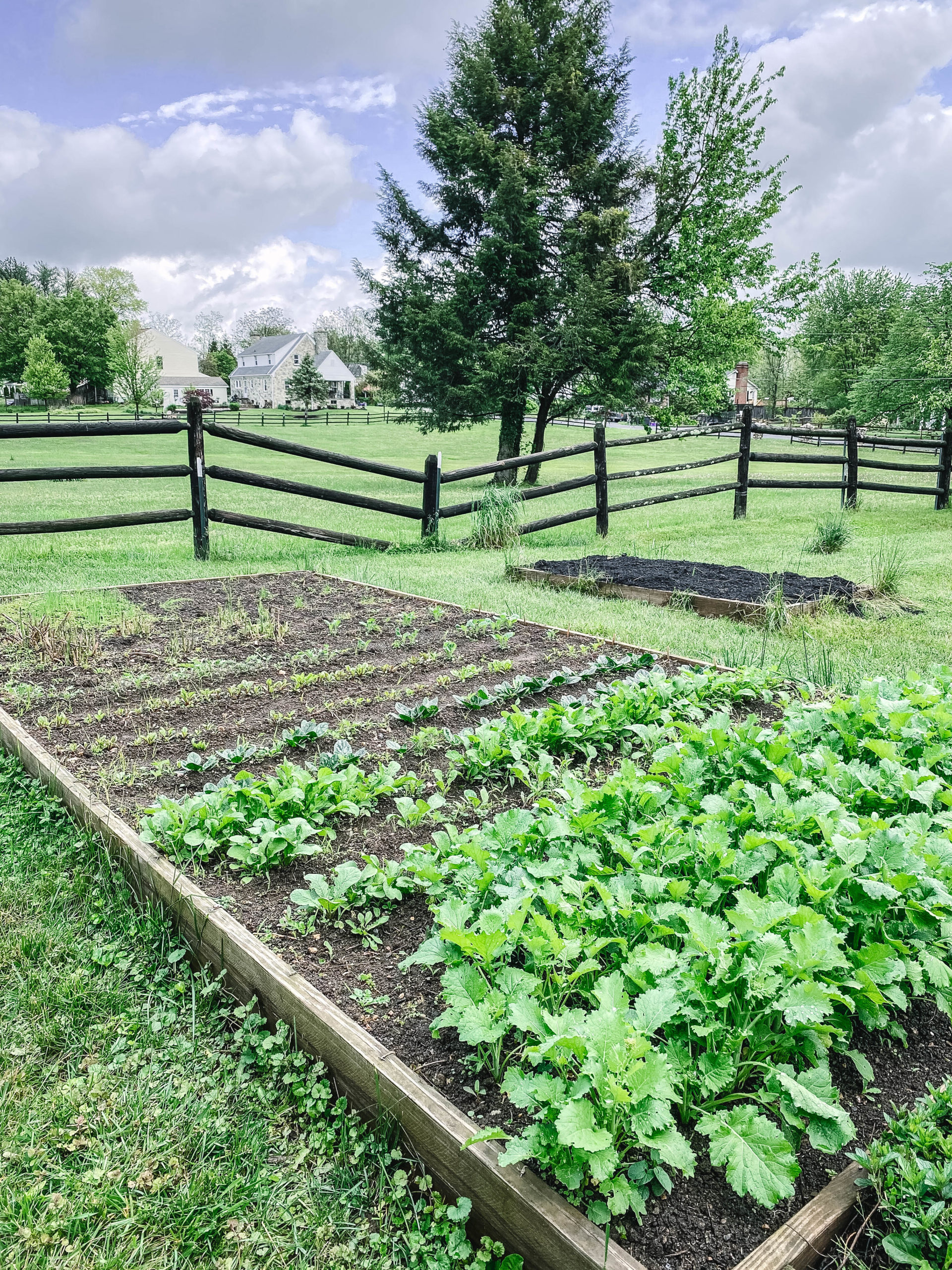 Raised garden bed with greens