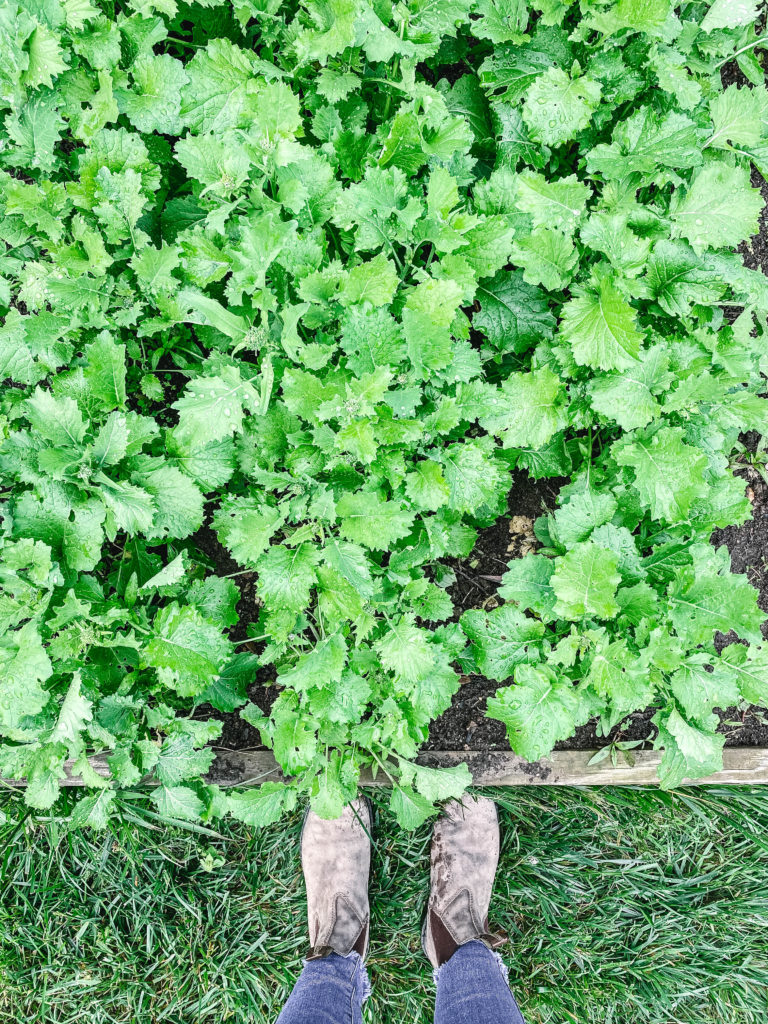 Close up of rapini greens growing in raised bed