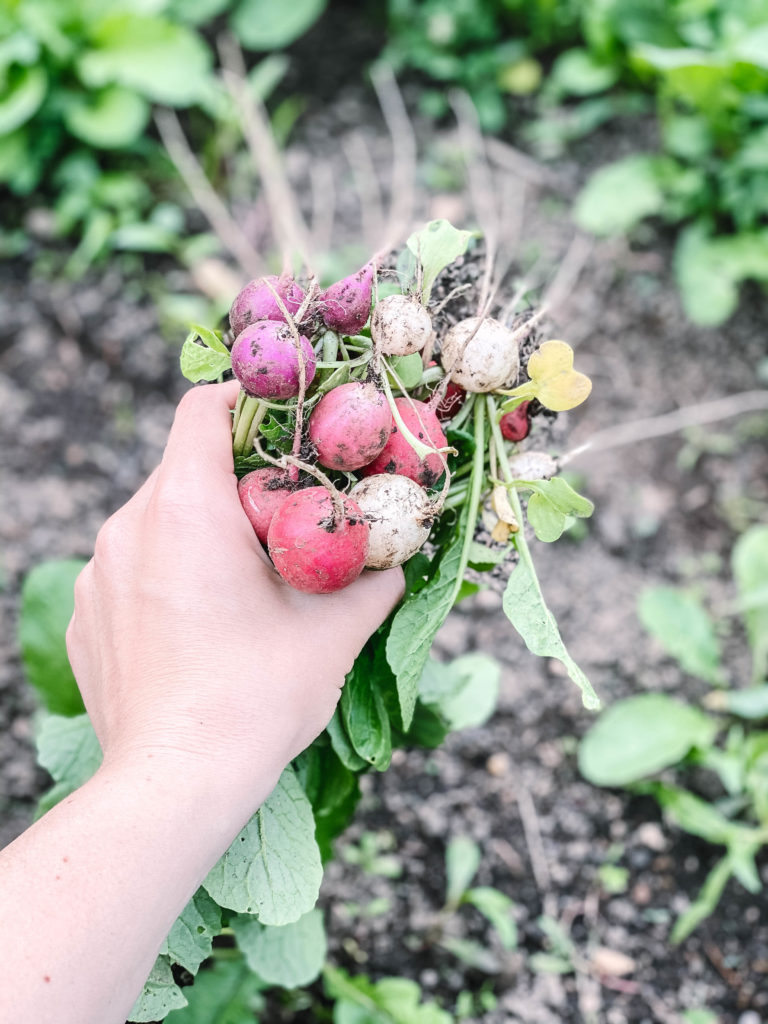 Handful of colorful radishes just harvested from the raised bed
