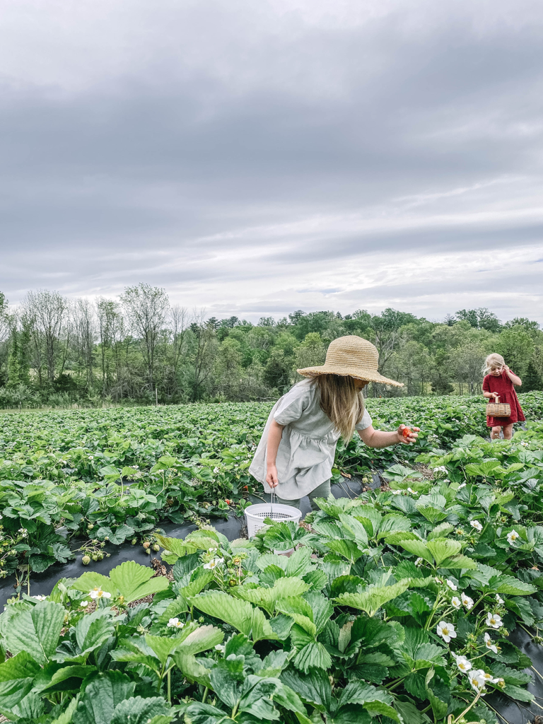 Girls searching for strawberies