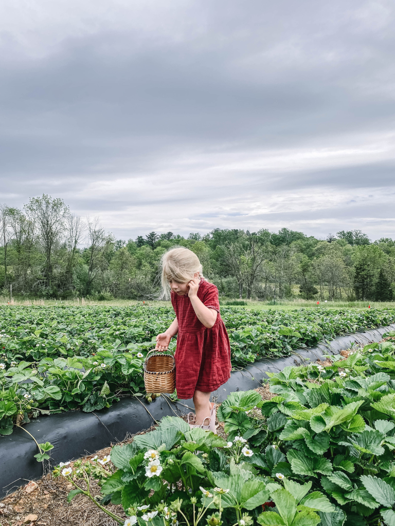 Naomi searching for strawberries at the strawberry farm